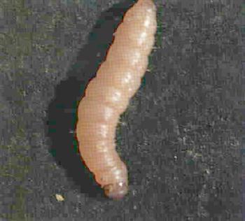 کرم گلوگاه انار